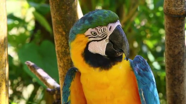 A vibrant blue-and-yellow macaw perches amid lush green foliage, turning its head, framed by bamboo branches in a close-up in the Ecuadorian Amazon rainforest.