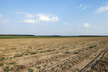 Harvesting onion field  