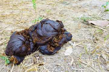 Dung after cow.