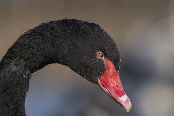 Fototapeta premium A close-up of a Black Swan