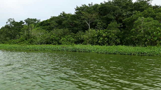 A tracking shot from a boat along a calm riverbank lined with lush tropical trees, the water rippling and reflecting the overcast sky at Limoncocha lagoon in the Ecuadorian Amazon.
