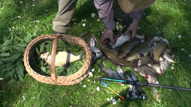 Fisherman placing freshly caught fish in wicker basket between nettles to keep them fresh
