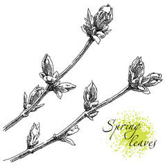 Beauty hand drawn flowers