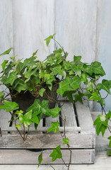Ivy plant decor