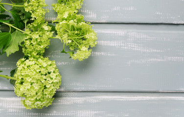 Green guelder rose (viburnum opulus) on wood