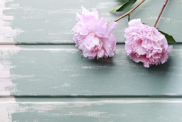 Peonies on mint wooden background