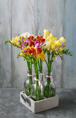 Colorful freesia flowers on grey background