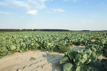 Fototapeta premium Green cabbage in a field 