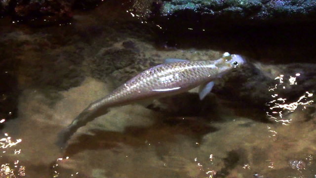 Largescale Four-Eyed Fish (Anableps Anableps)