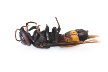 Fototapeta premium Dead wasp isolated on a white