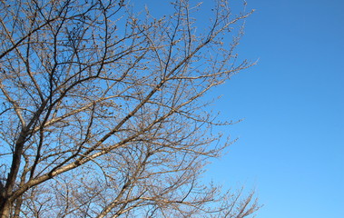 桜の木と青空