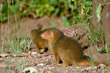 Dwarf mongooses, Maasai Mara Game Reserve, Kenya