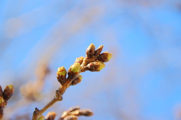 桜のつぼみ