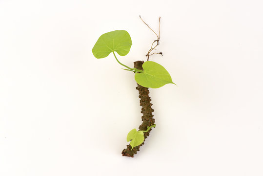 heart leaf moonseed herb for healthy, Tinospora cordifolia (Willd)., Menispermaceae