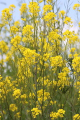 Fototapeta premium field mastard