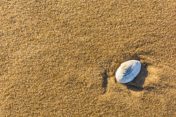 Shell bivalve molluscs in the sand.