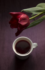 Marsala tulip and cup of tea