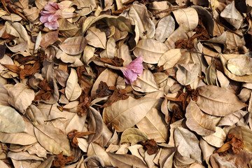 Pink trumpet flowers and dry leaves in the summer.