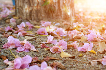 Pink trumpet flowers and dry leaves in the summer.