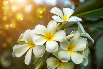 frangipani flower in the morning.