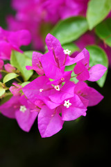 Pink of Bougainvillea flower.