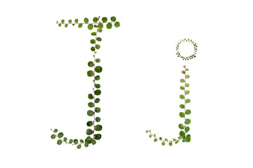 Alphabet font "J" from  climber leaf, ivy leaf, green leaf on isolated.
