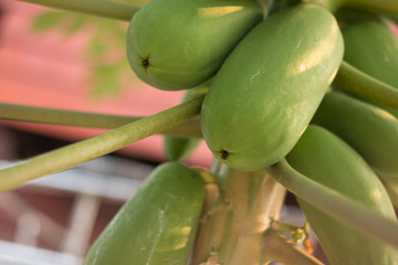 Obraz premium Papaya