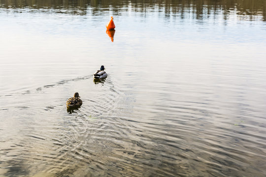 Mallard ducks swim toward the buoy.