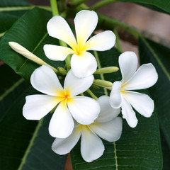 white and yellow frangipani flowers with leaves