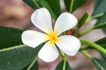 white and yellow frangipani flowers with leaves