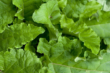 rhubarb leaves