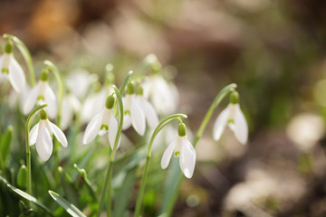 white snowdrops flowers in sunny morning, springtime photo shallow focus