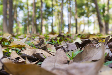 autumn background, fall leaves
