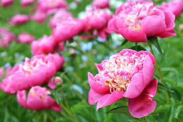 Fototapeta premium Flowers Pink Peonies