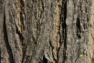 The bark of the tree. Texture. Pattern. Background.