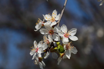 Fiori Pruno selvatico