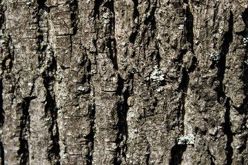 The bark of the tree. Texture. Pattern. Background.