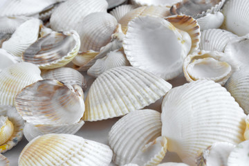 Sea shells on white