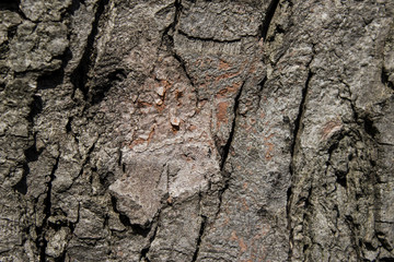 The bark of the tree. Texture. Pattern. Background.