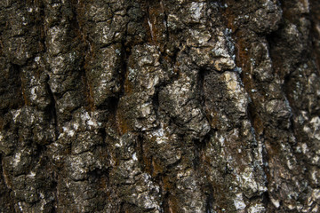 The bark of the tree. Texture. Pattern. Background.