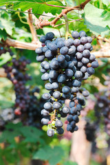 Bunch of red grape for pattern