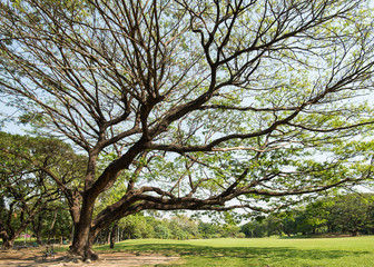 Big tree in the park