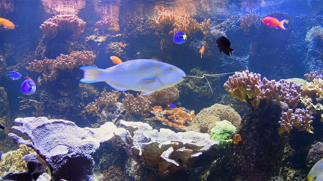 Exotic Deep See Fish In Aquarium