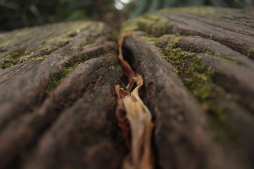 Dried Leaf in Bark