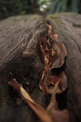 Dried Leaves in Bark Walkway