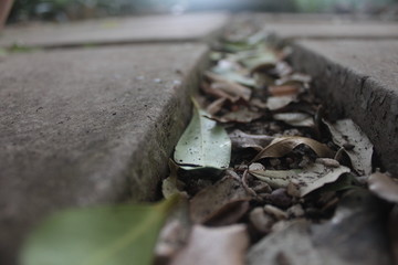 Fermented Leaves Macro 