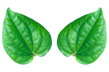 Two leaves isolated on white