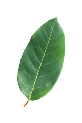 Obraz premium One green leaf isolated on white