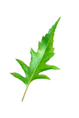 One green leaf with stem isolated on white