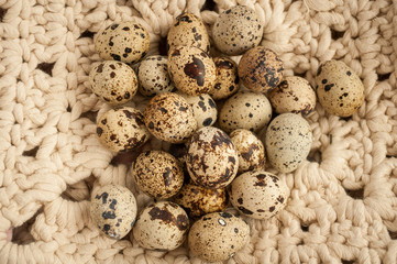 fresh quail eggs